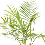 Palm Cat 10"