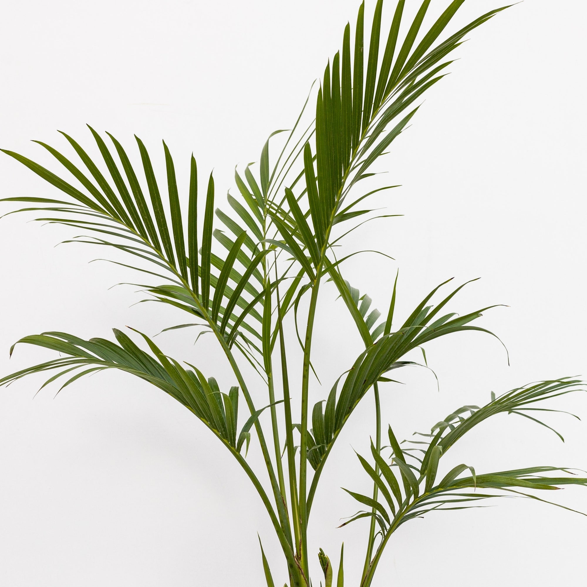 Palm Cat 10"