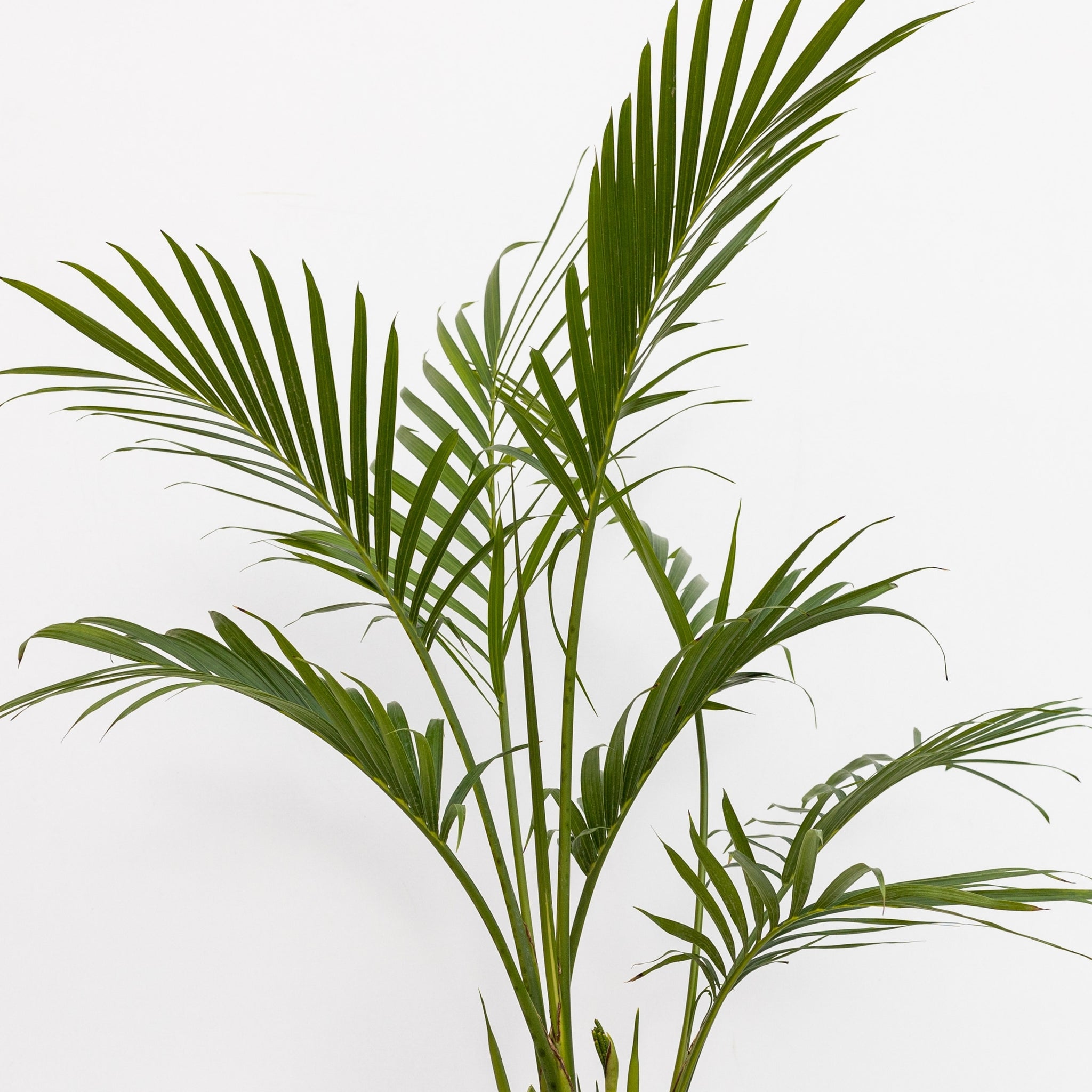 Palm Areca 10"