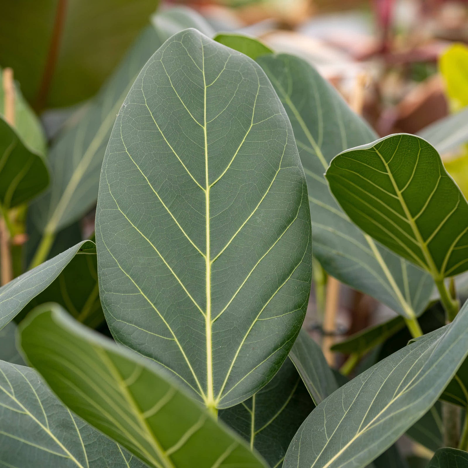 Ficus Audrey