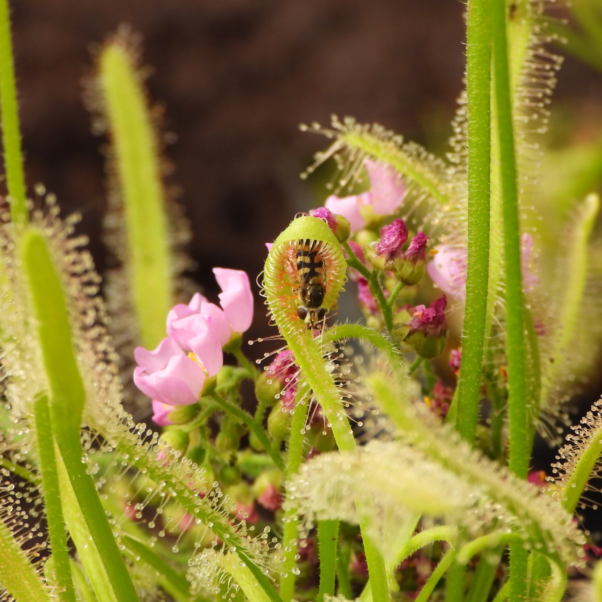 Cape Sundew