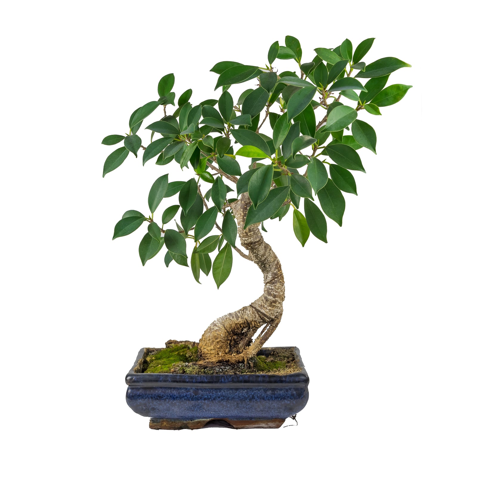 Bonsai Tropical Ceramic