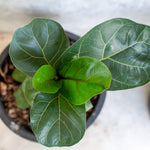 Ficus Lyrata 6"