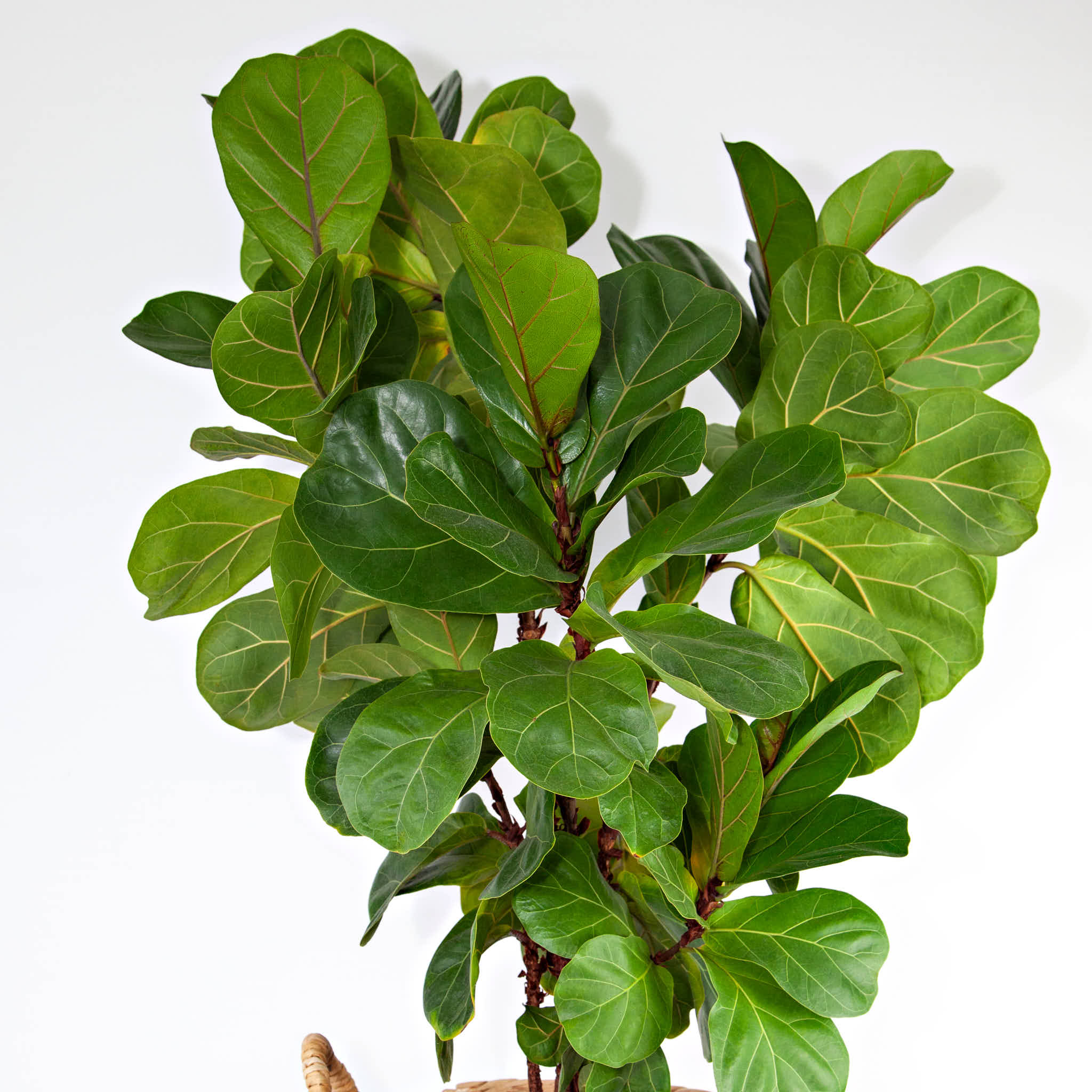 Ficus Lyrata 6"