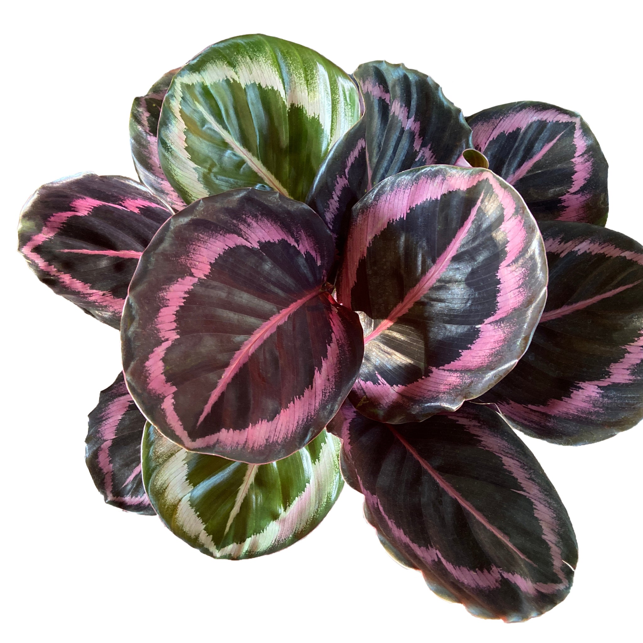 Calathea Roseopicta