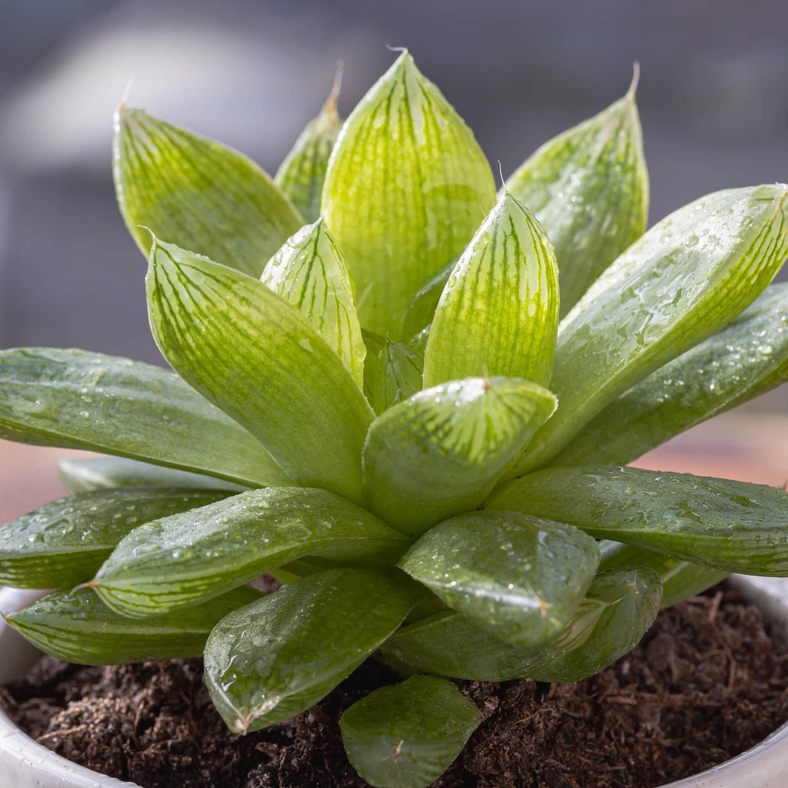 Cathedral Window Haworthia