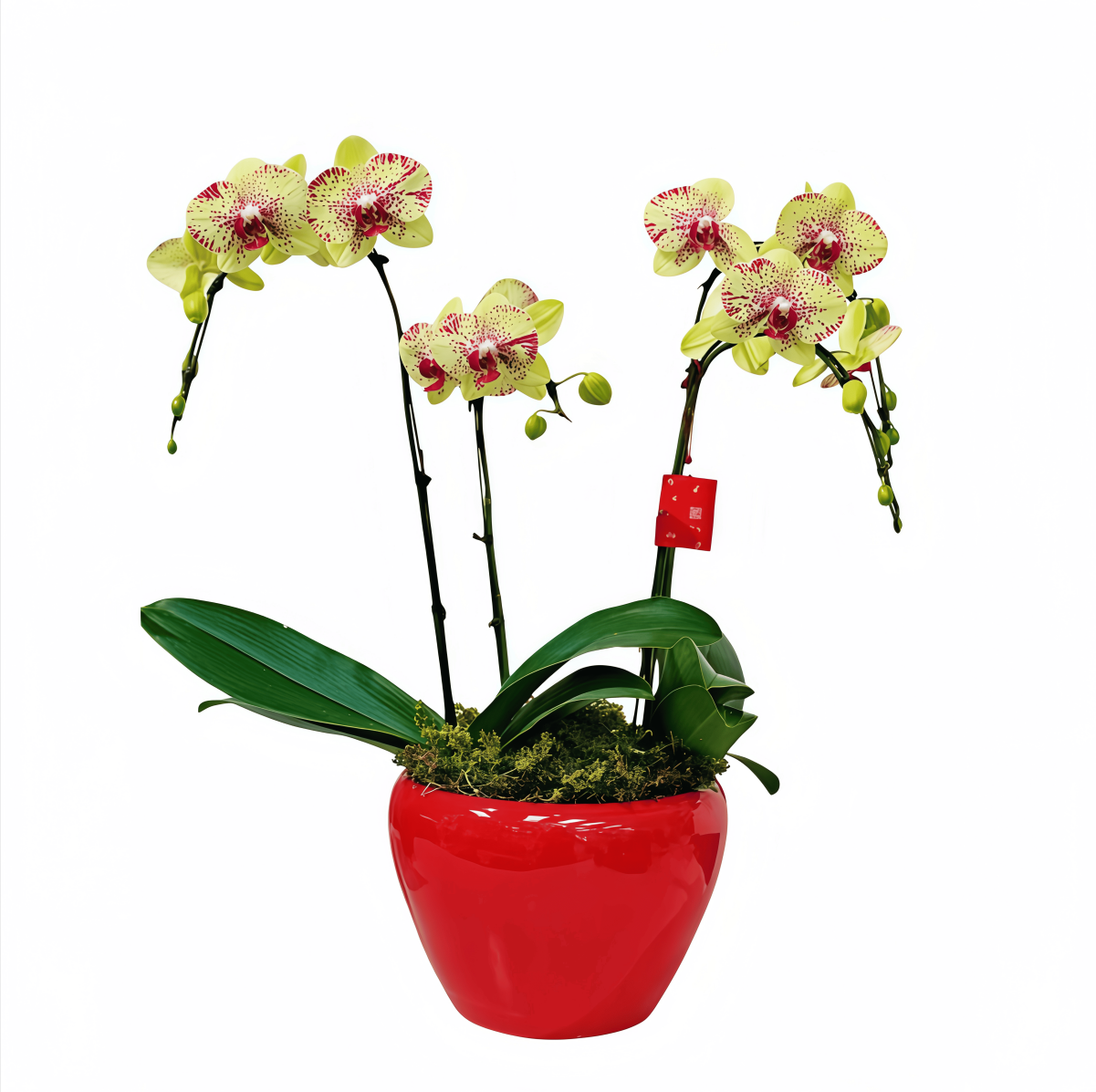 Golden Fortune Orchid