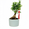 Lucky Ginseng Ficus L