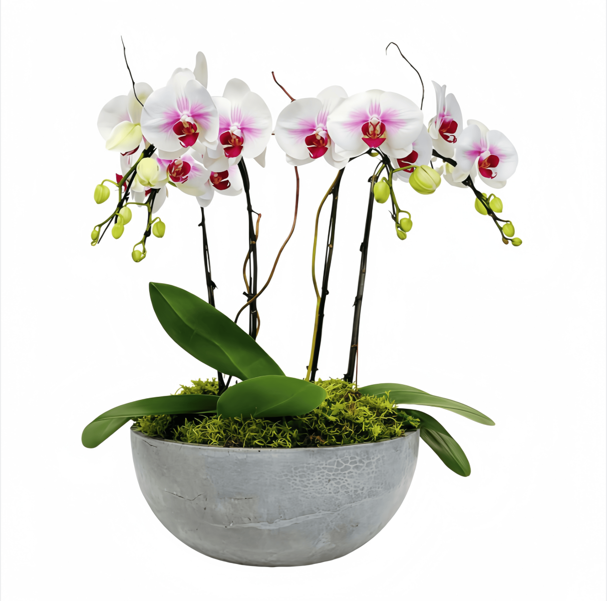 Moonlight Orchid Garden