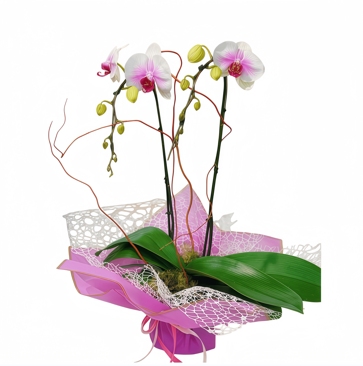 purple orchid double stem