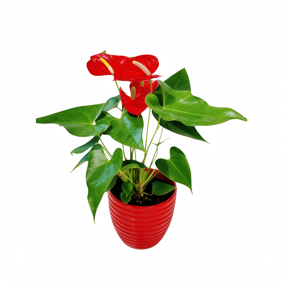 Scarlet Heart Anthurium