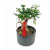 Zen Ginseng Bonsai L