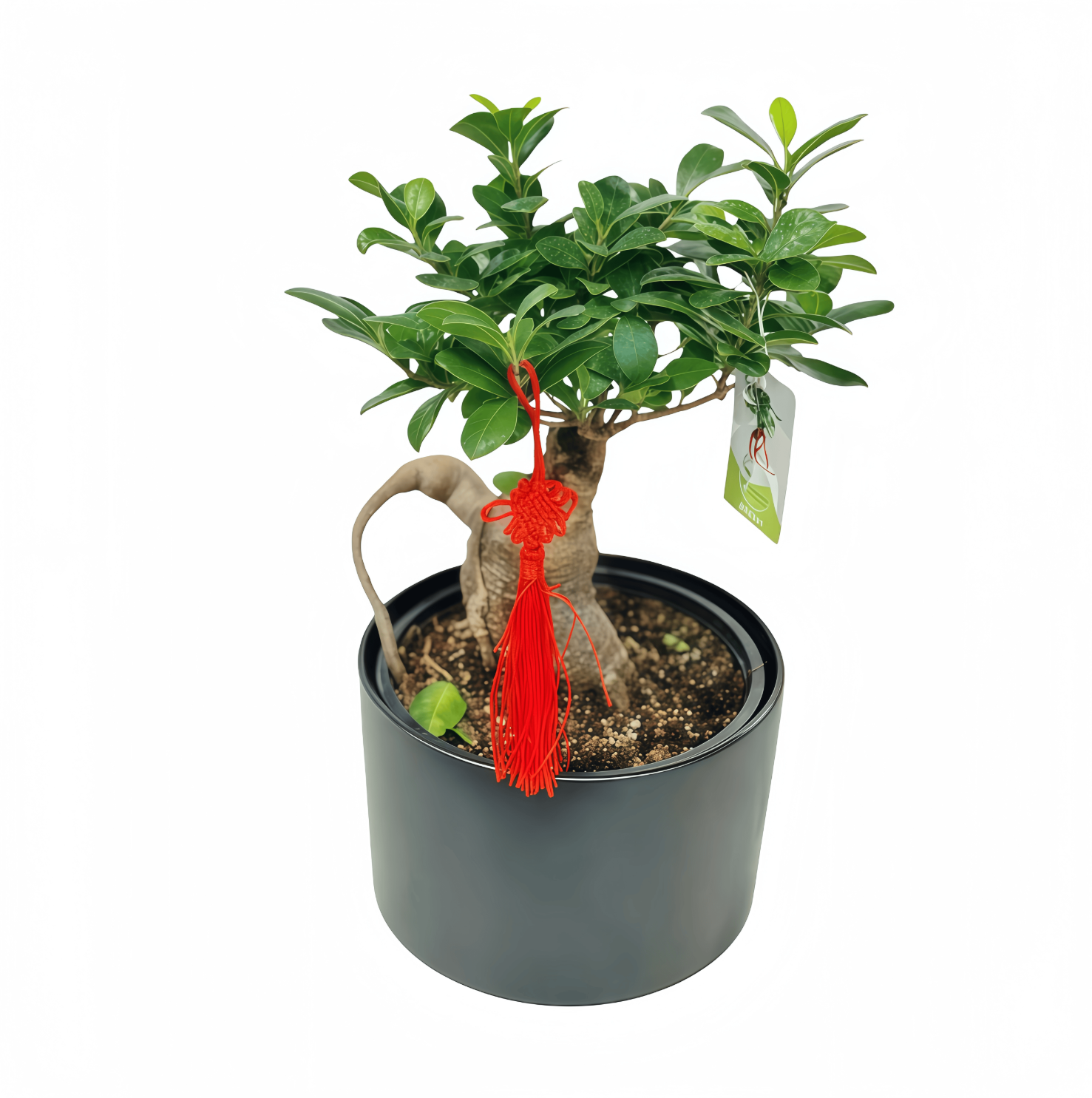 Zen Ginseng Bonsai L