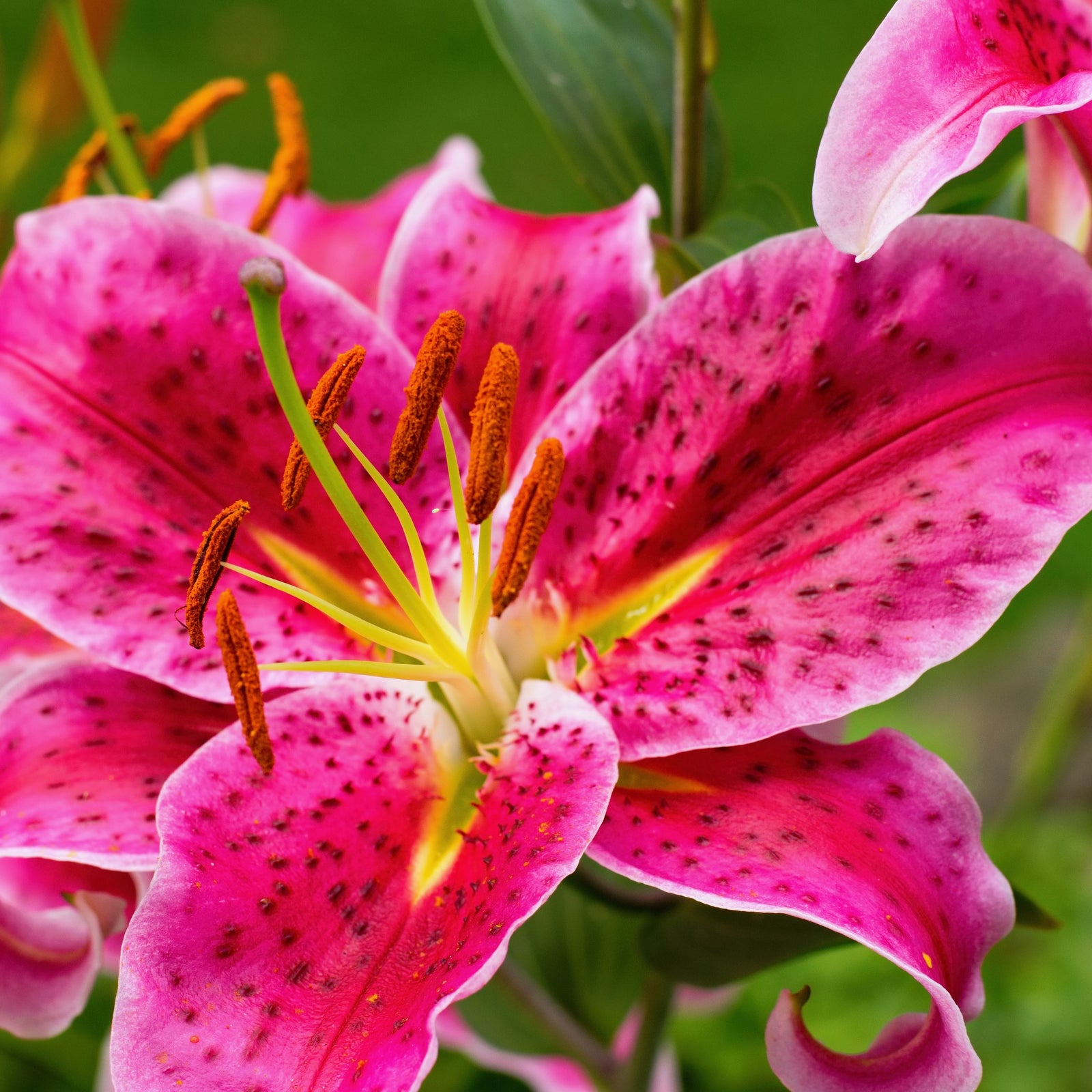 Oriental Lily