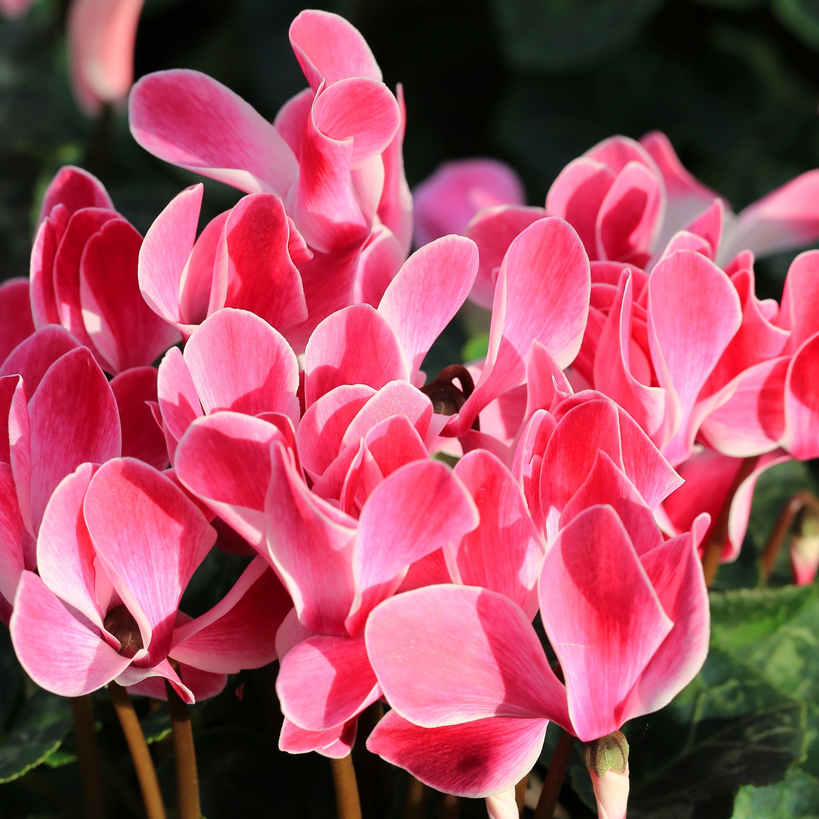 Persian Cyclamen