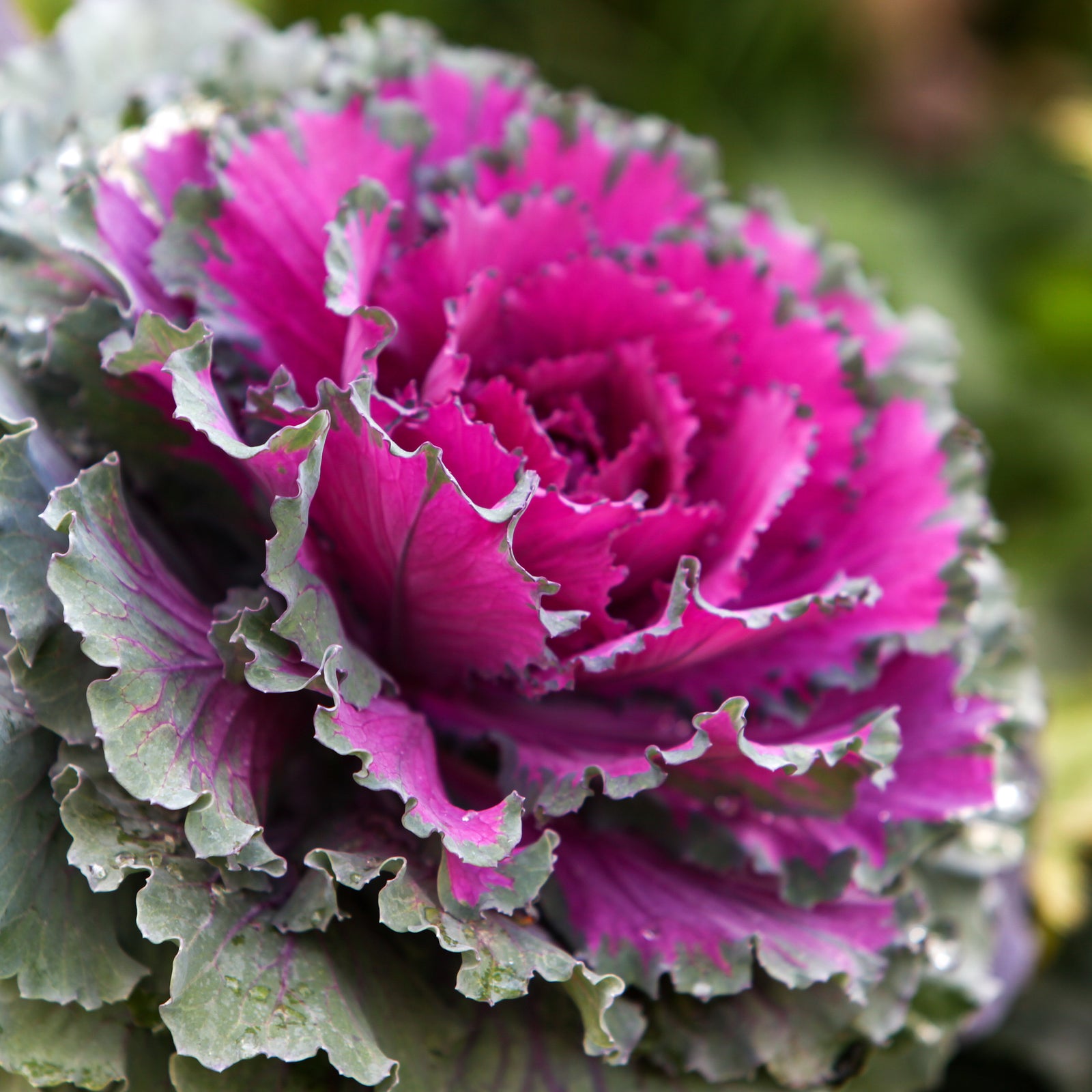 Ornamental Cabbage/Kale