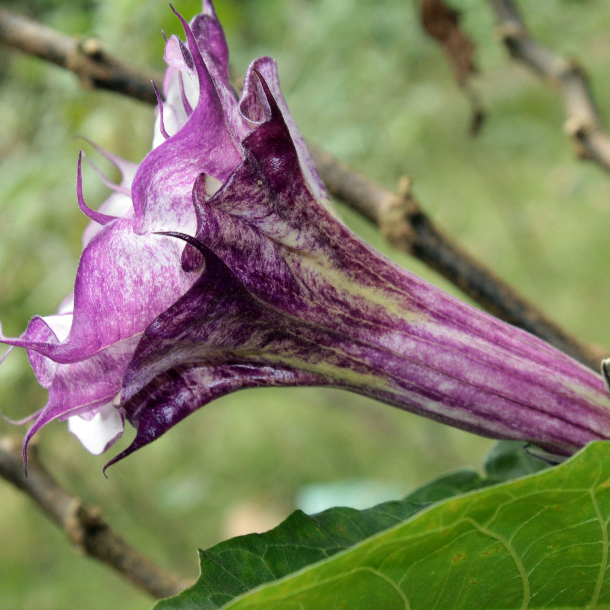 Devil's Trumpet