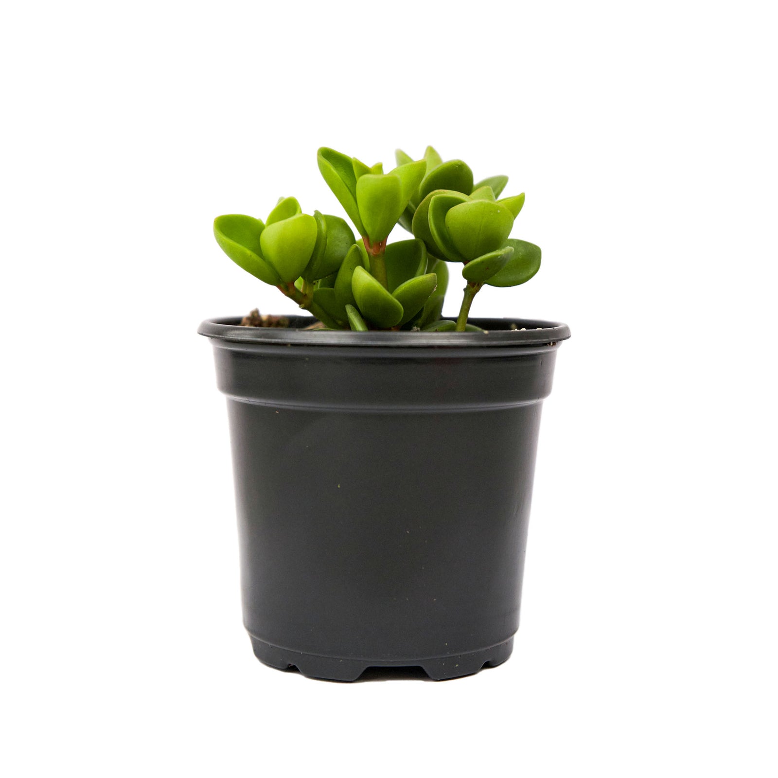 Jade Plant