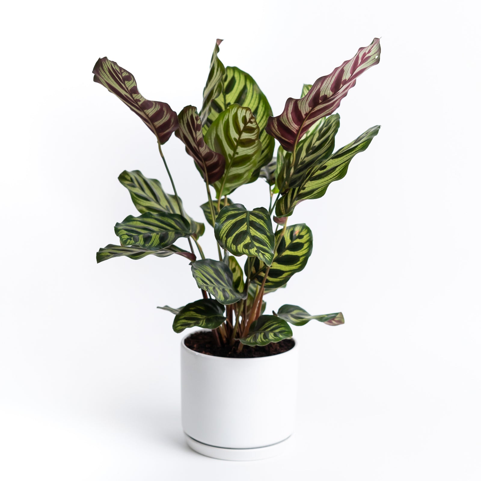 Calathea Peacock