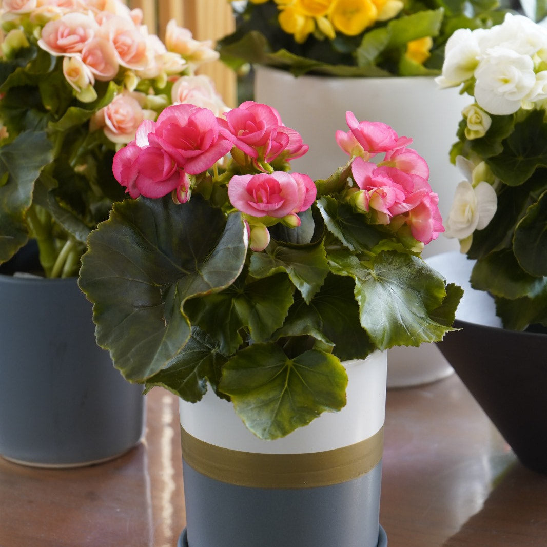 Rieger Begonia-BL