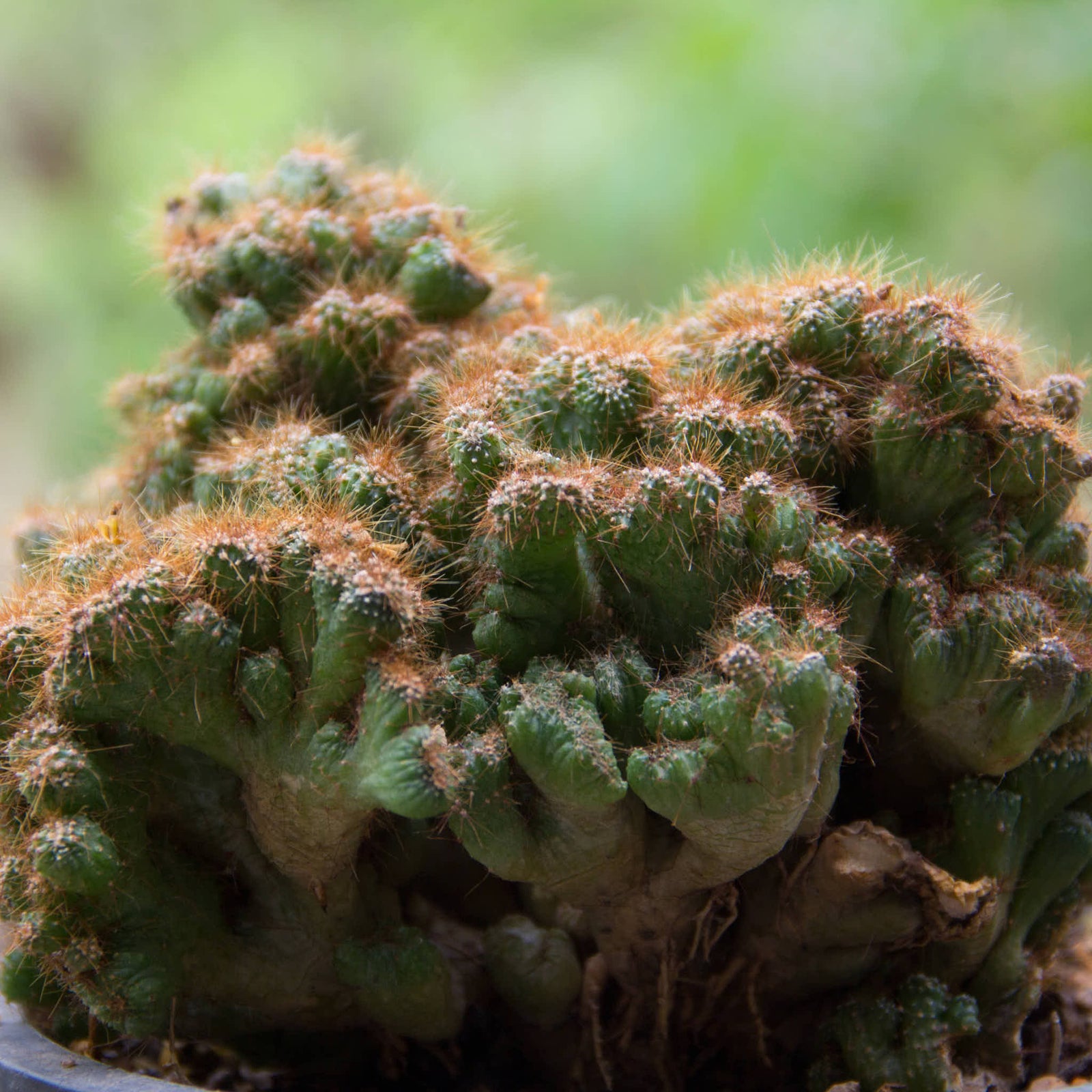 Monstrose Apple Cactus