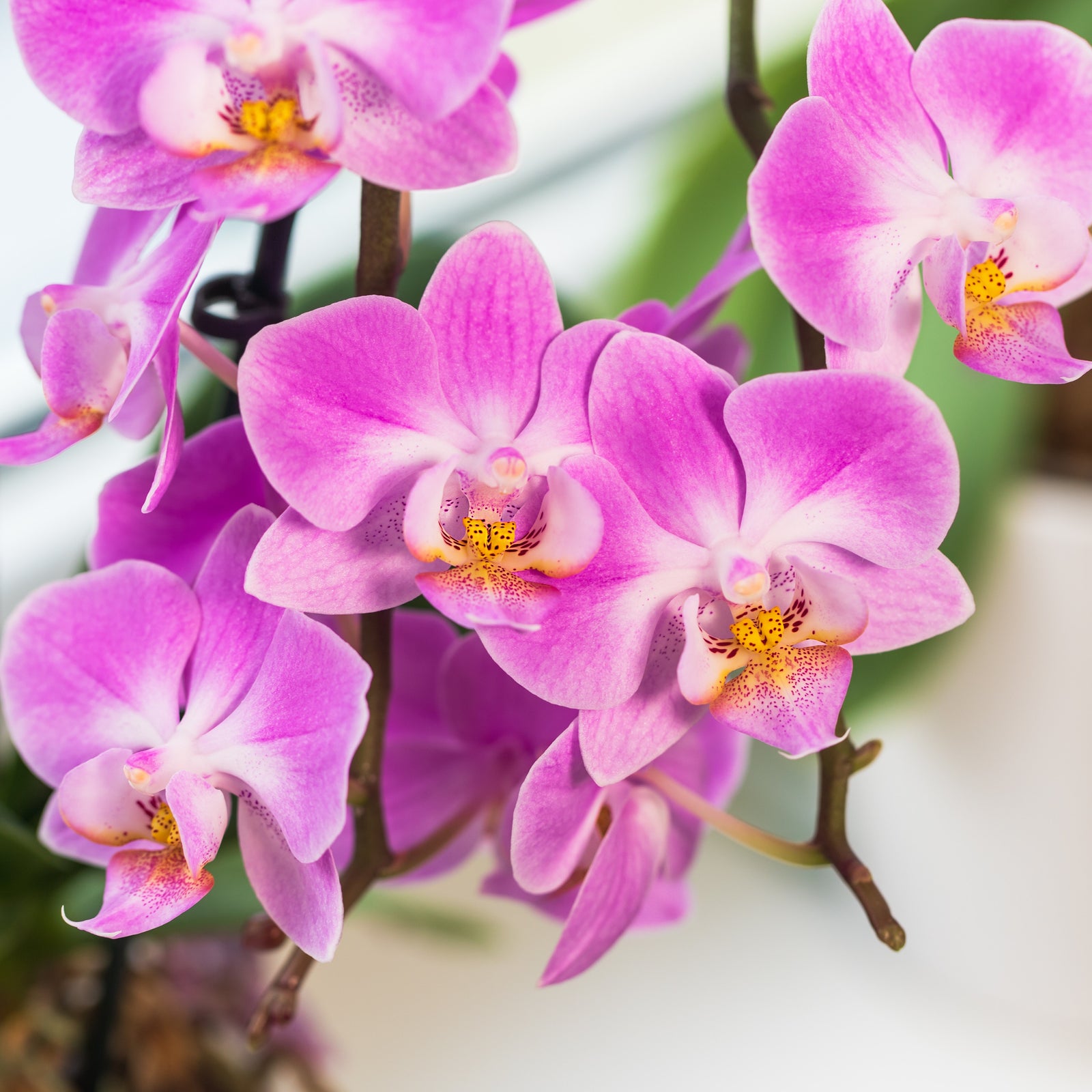 Phalaenopsis Orchid in Ceramic Pot