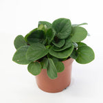 Peperomia Rana Verde