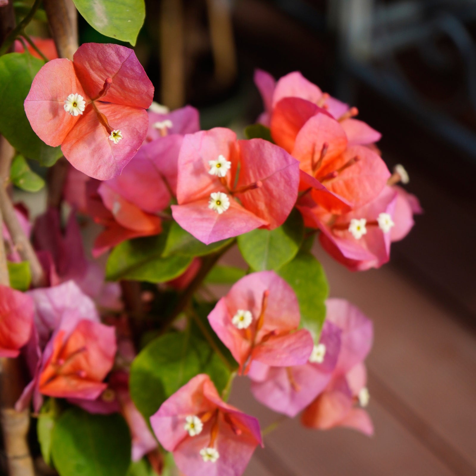 Bougainvillea