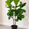 Fig Leave Tree
