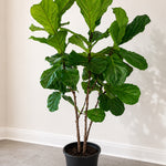 Fig Leave Tree