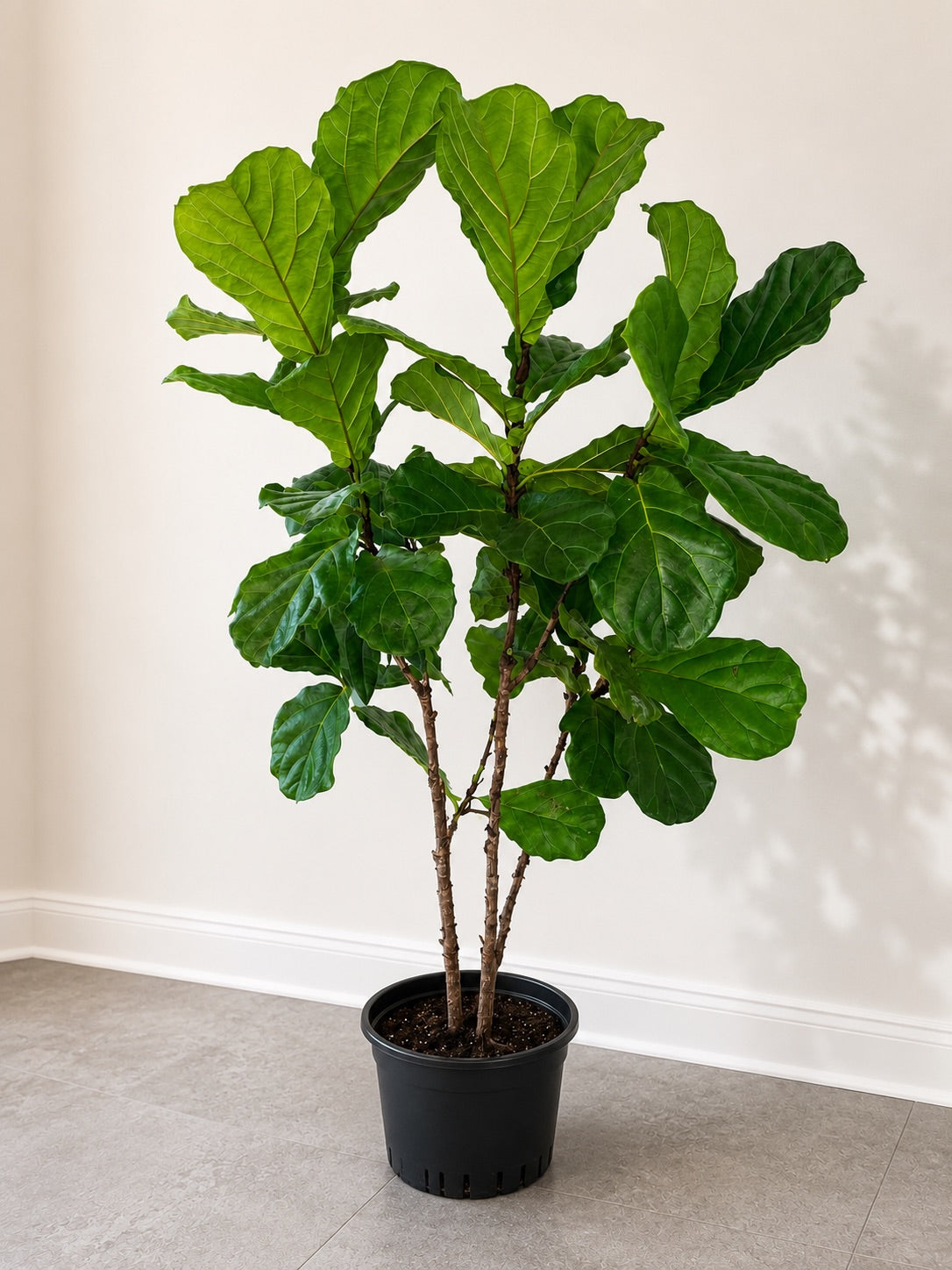 Fig Leave Tree