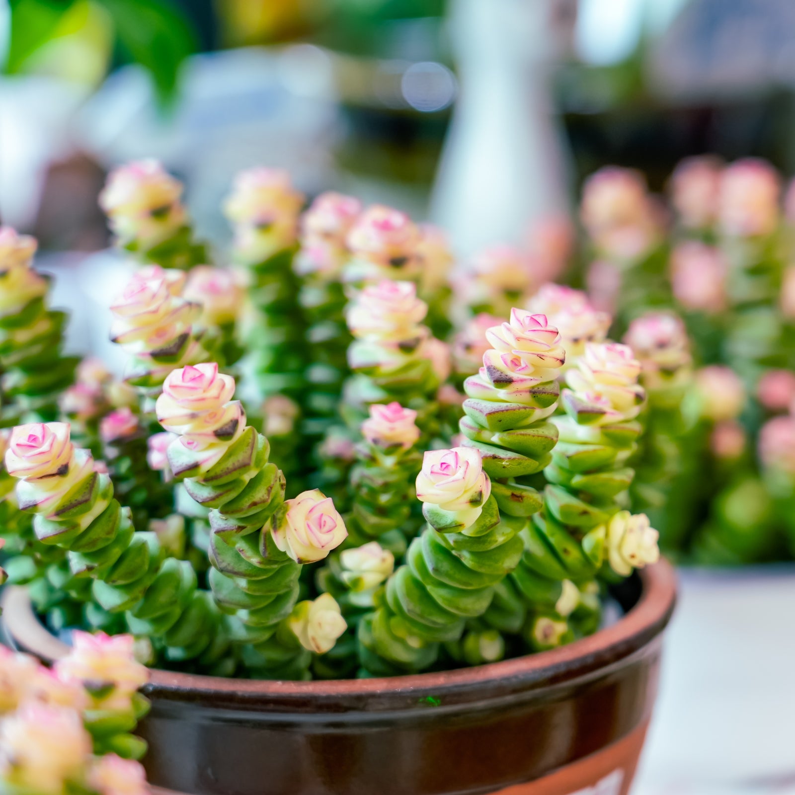 Crassula Socialis Ivory Tower