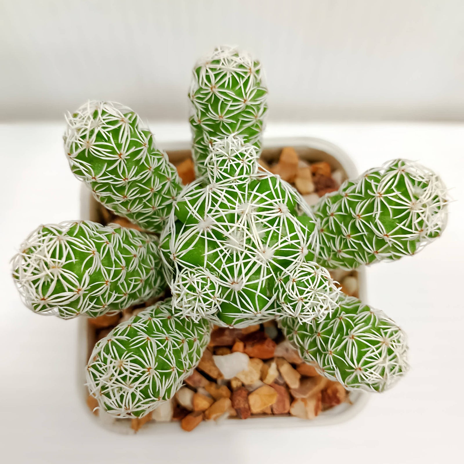 Thimble Cactus