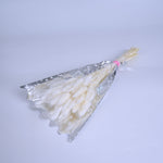 Ivory White Dried Bunny Tail Grass