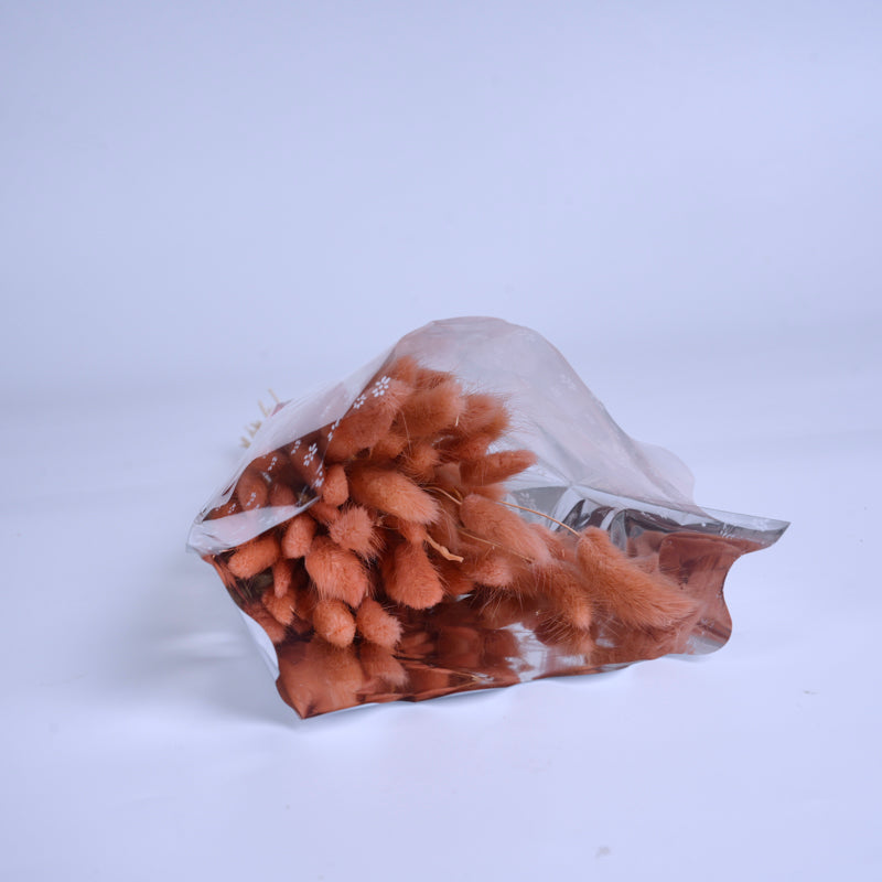 玫瑰灰褐色乾燥兔尾草