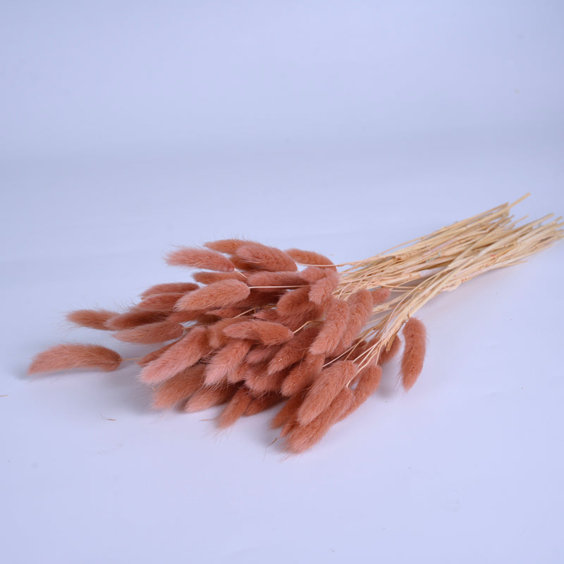 Rose Taupe Dried Bunny Tail Grass