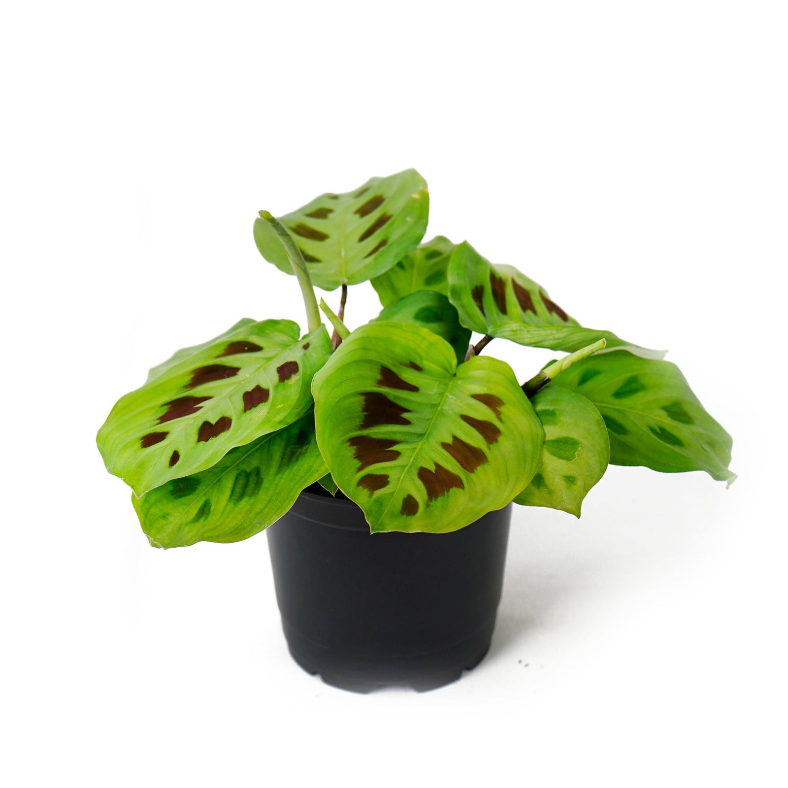 Prayer plant