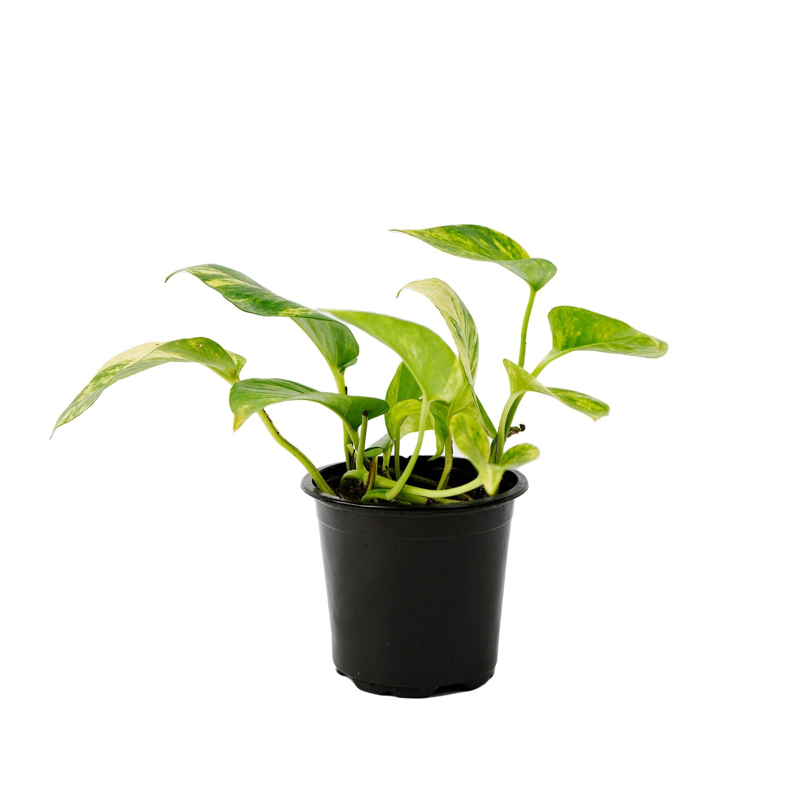 Pothos Golden 4"