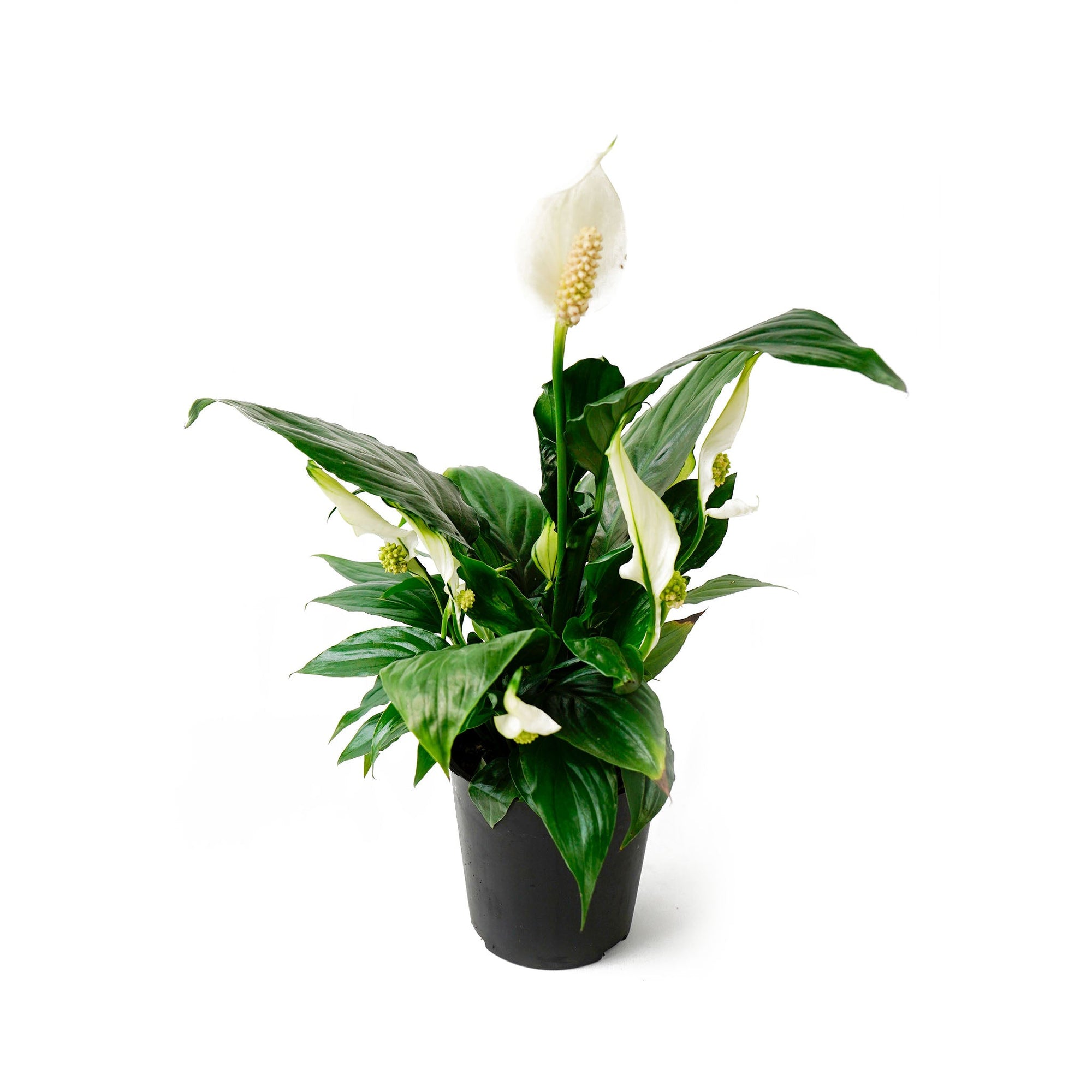 Peace Lily