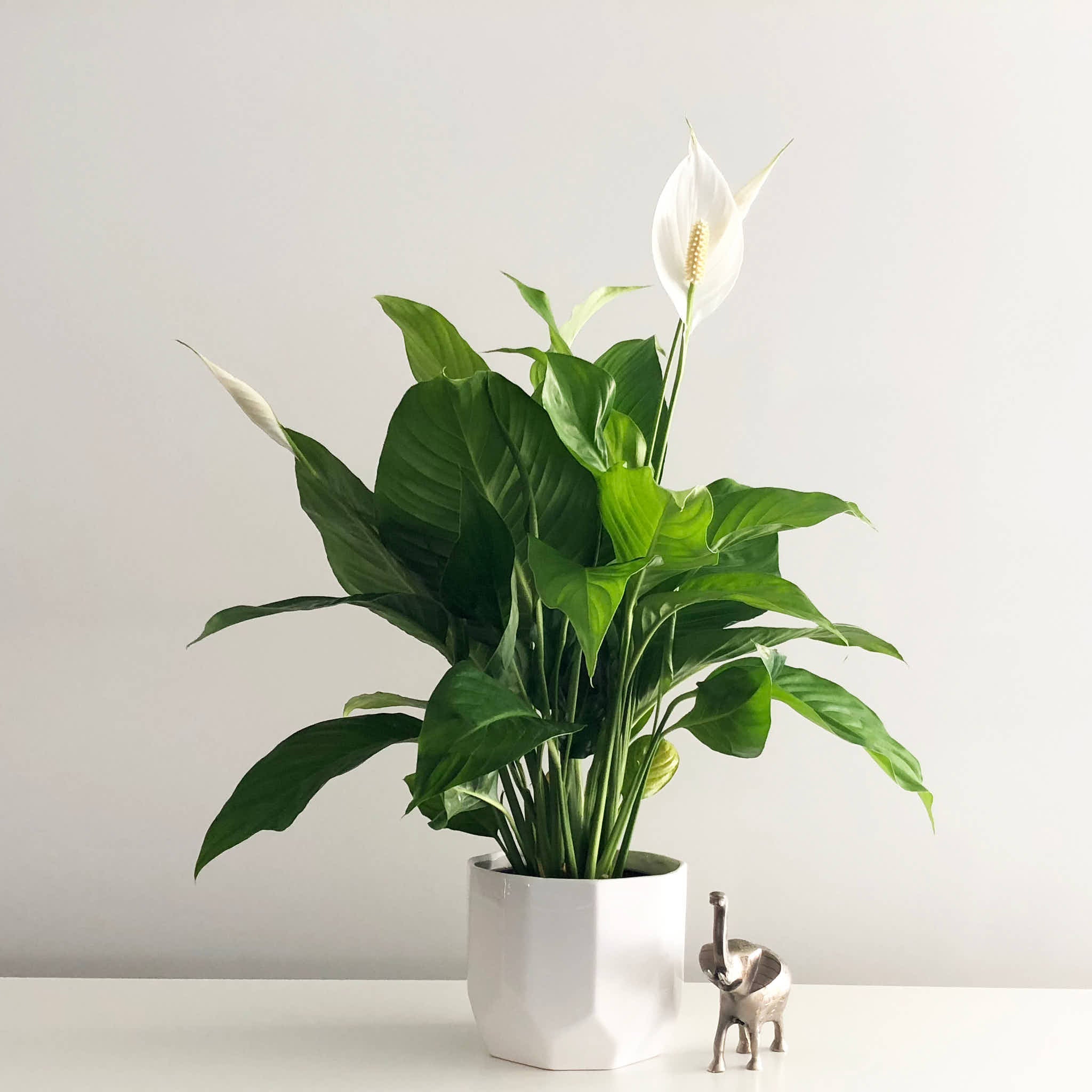 Peace Lily