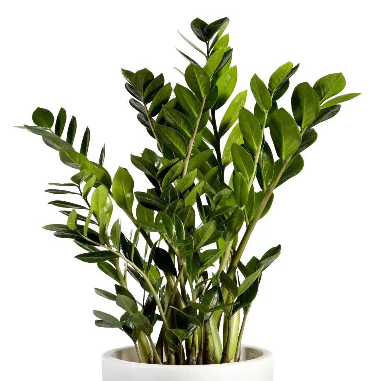 Zz Plant