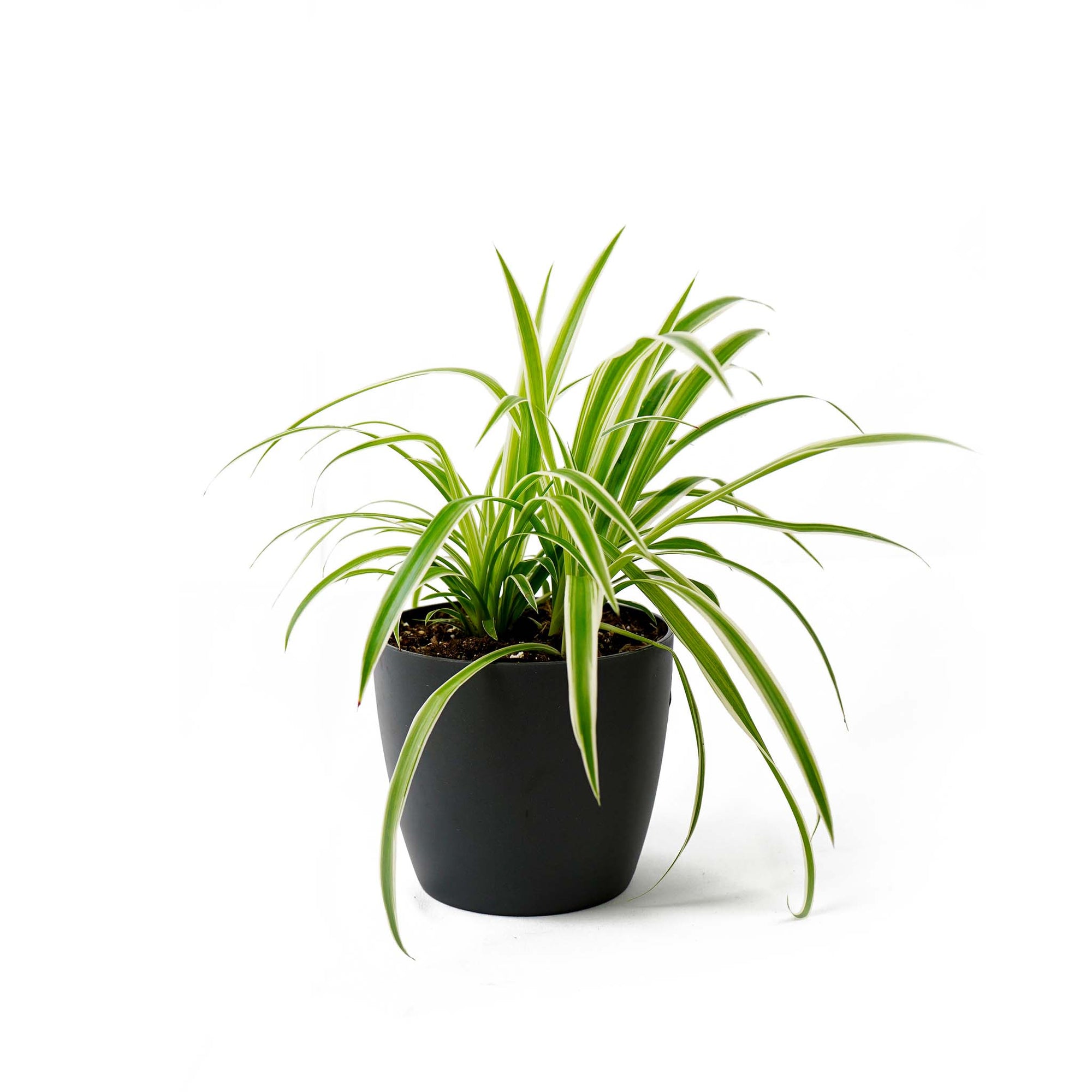 Spider Plant