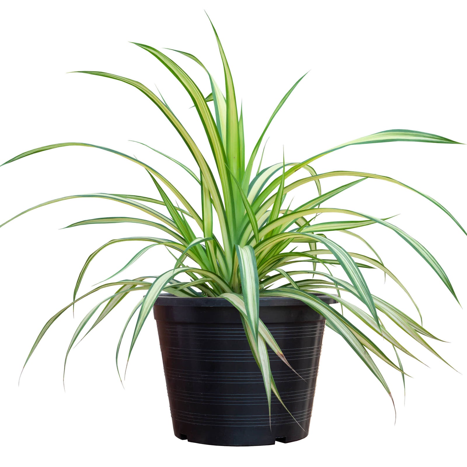 Spider Plant HB-BL