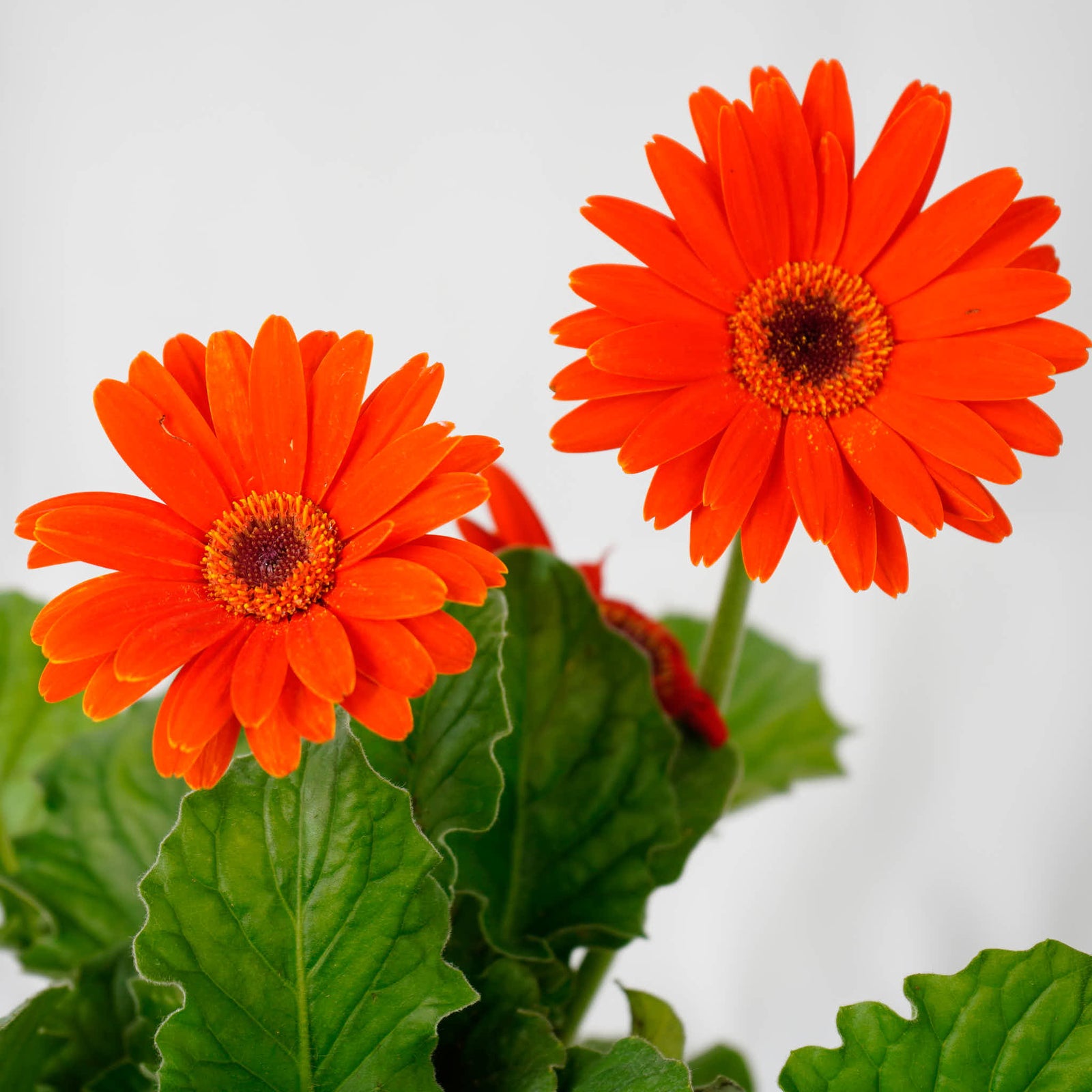 Gerbera