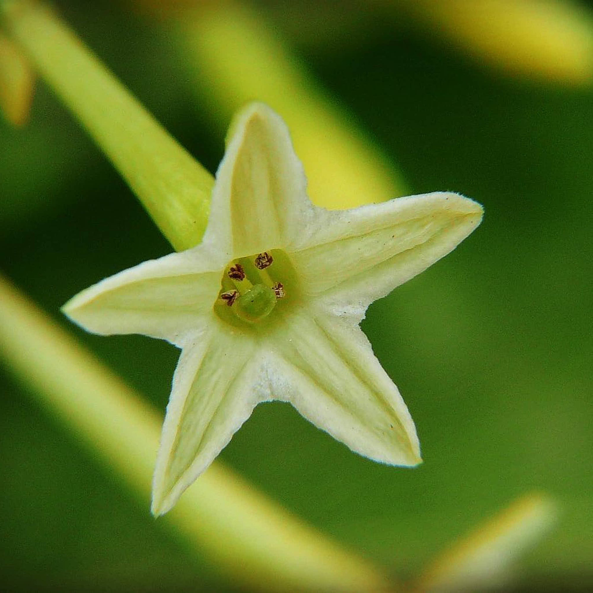 Night Blooming Jasmine