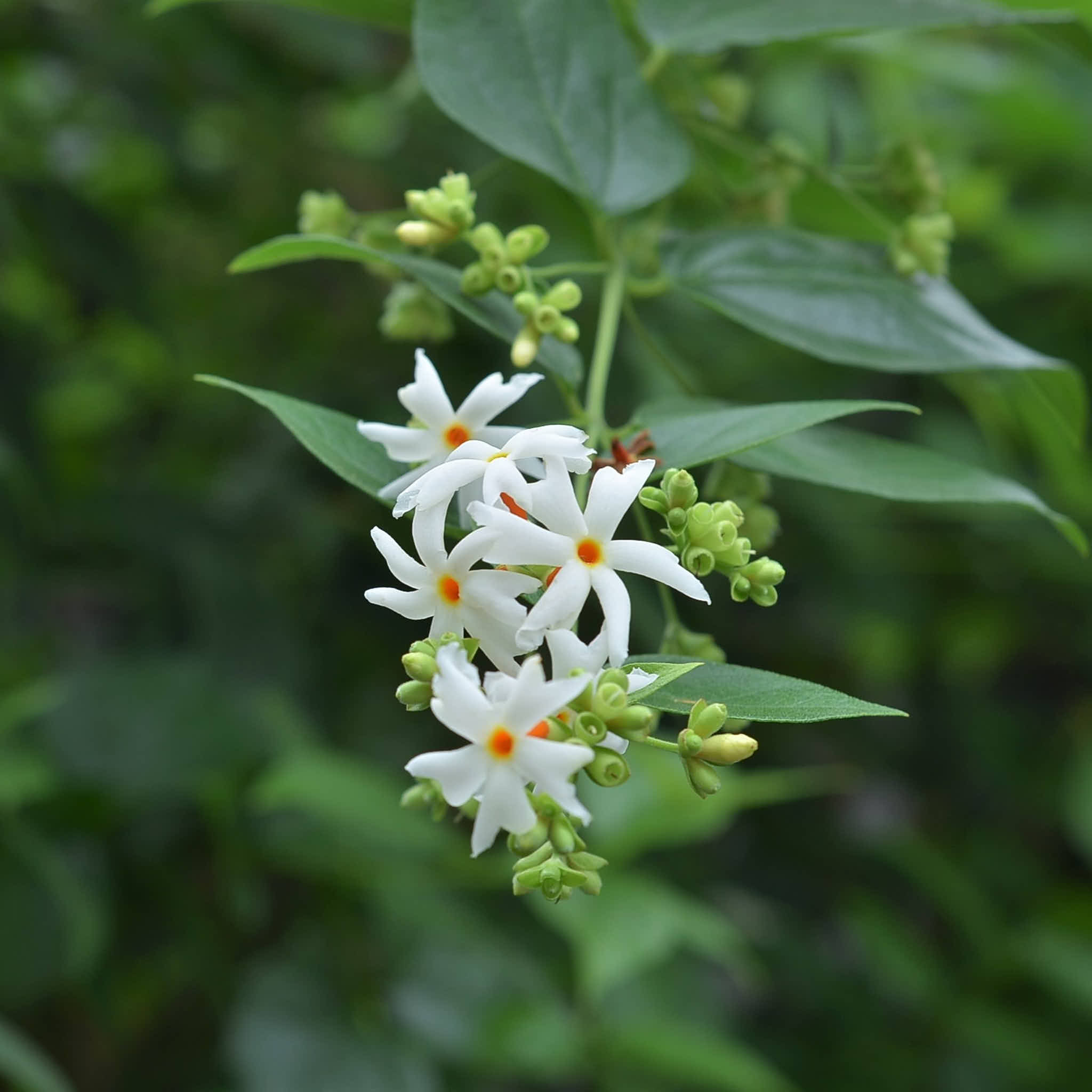 Night Blooming Jasmine