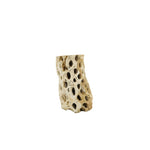 Cholla Wood Medium