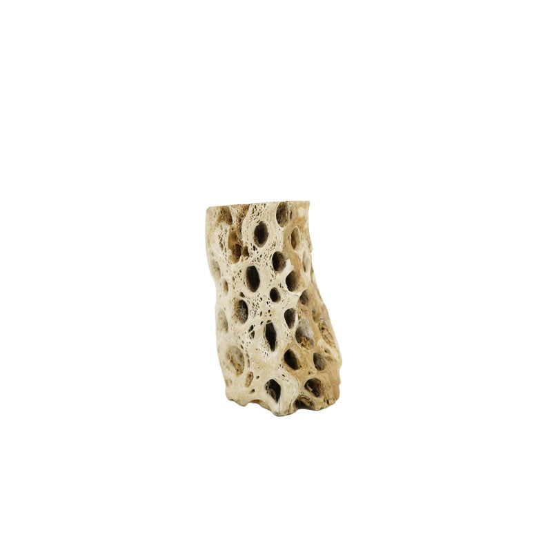 Cholla Wood Medium