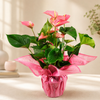 Pink Anthurium Gift Plant