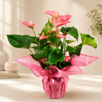 Pink Anthurium Gift Plant